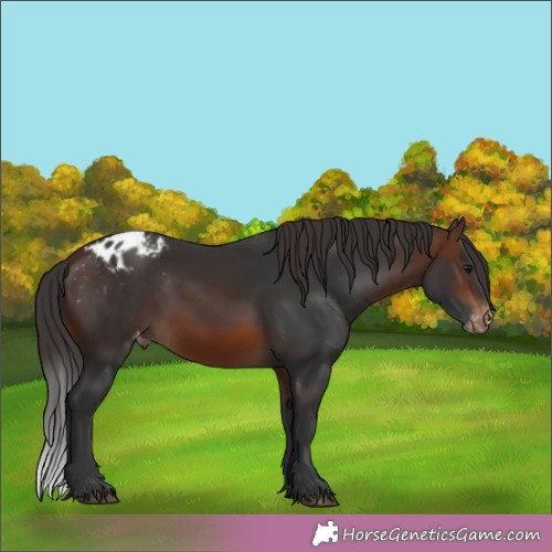 Horse Color:Brown Appaloosa 