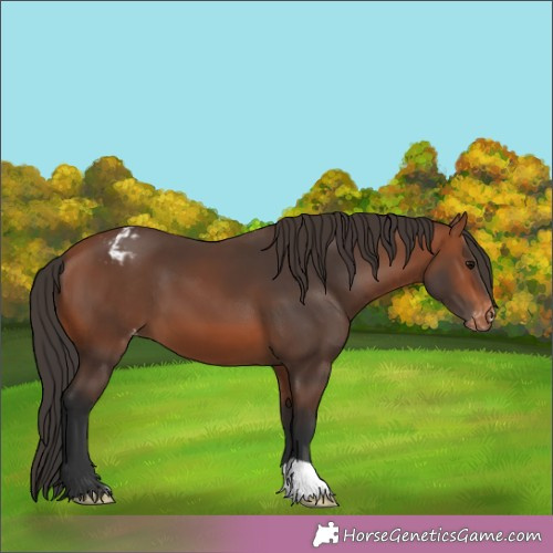 Horse Color:Bay Appaloosa 