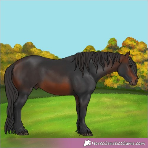 Horse Color:Brown Rabicano
