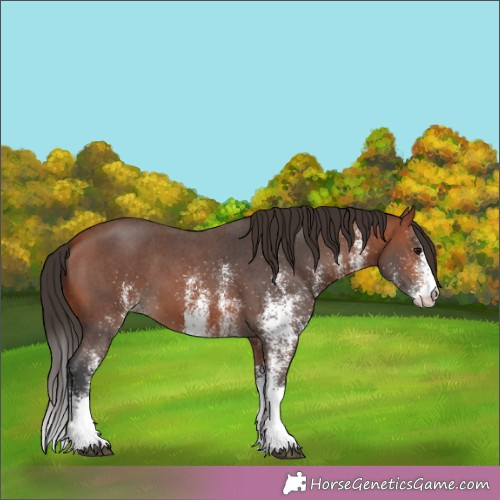 Horse Color:White Spotted Bay Appaloosa 