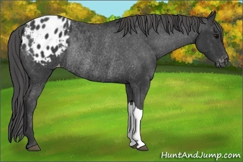 Horse Color:Black Blanket Rabicano 