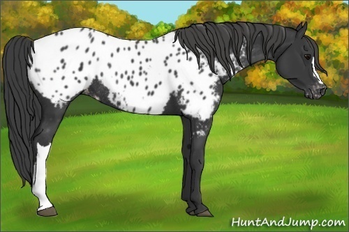 Horse Color:Black Blanket Rabicano 