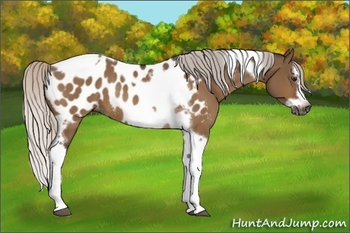 Horse Color:Gray Silver Brown Dun Splash Tobiano Frame Appaloosa Rabicano