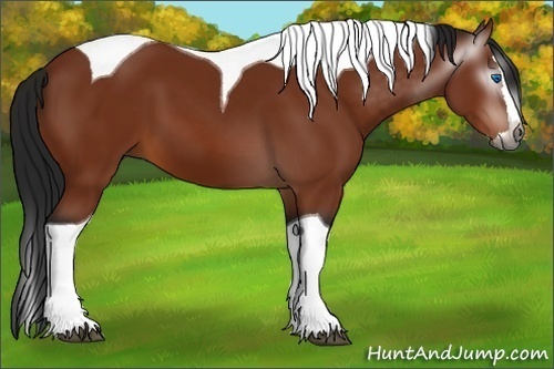 Horse Color:Gray Bay Splash Tobiano 