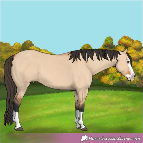 Horse Color:Bay Dun Splash 