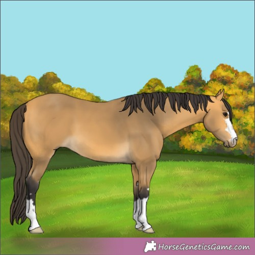 Horse Color:Buckskin 