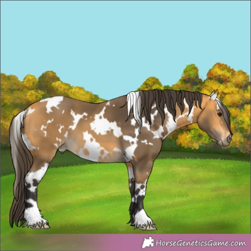 Horse Color:White Spotted Buckskin