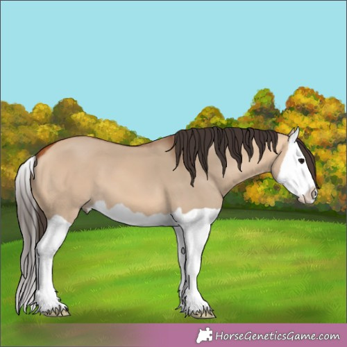 Horse Color:Bay Dun Splash 