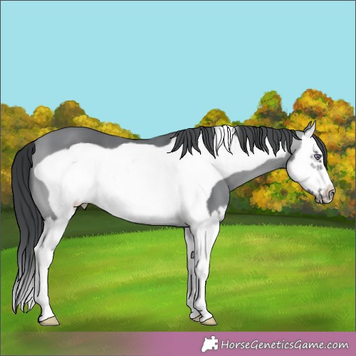 Horse Color:Bay Chinchilla Splash Frame 