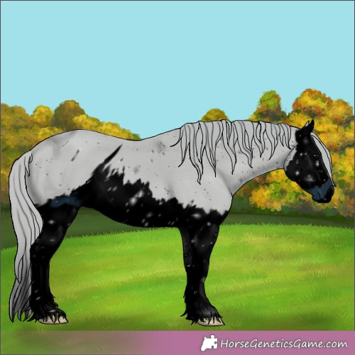 Horse Color:ERROR: UNKNOWN ANOMALY