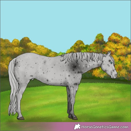 Horse Color:ERROR: UNKNOWN ANOMALY