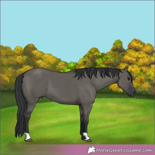 Horse Color:Grullo 