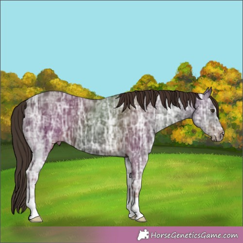 Horse Color:Liver Chestnut Ice 
