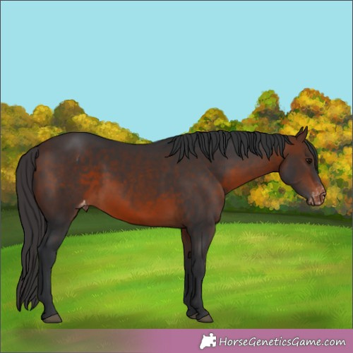 Horse Color: Brown Varnish 