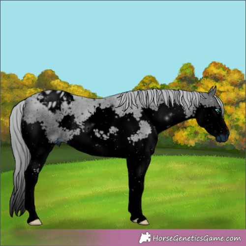 Horse Color:ERROR: UNKNOWN ANOMALY