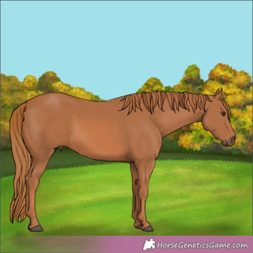 Horse Color:Chestnut 
