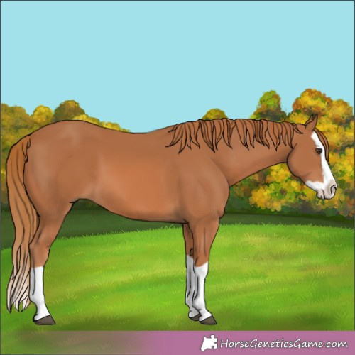 Horse Color:Chestnut Splash 