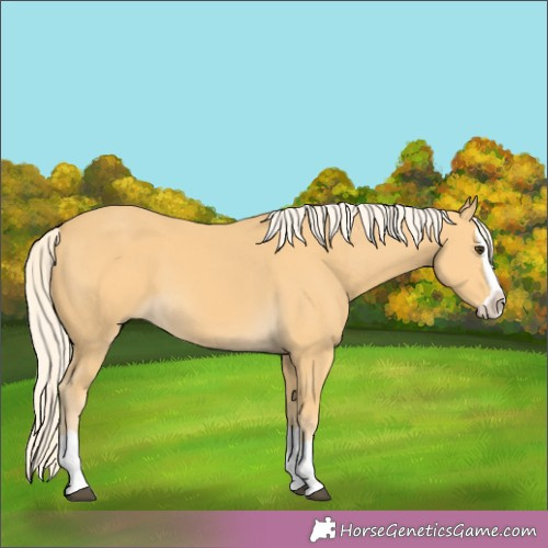 Horse Color:Palomino Splash 