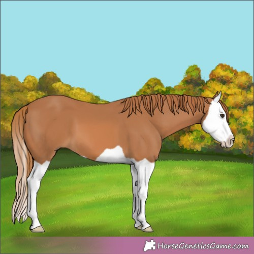 Horse Color:Chestnut Splash 