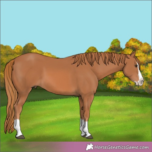 Horse Color:Chestnut Splash 