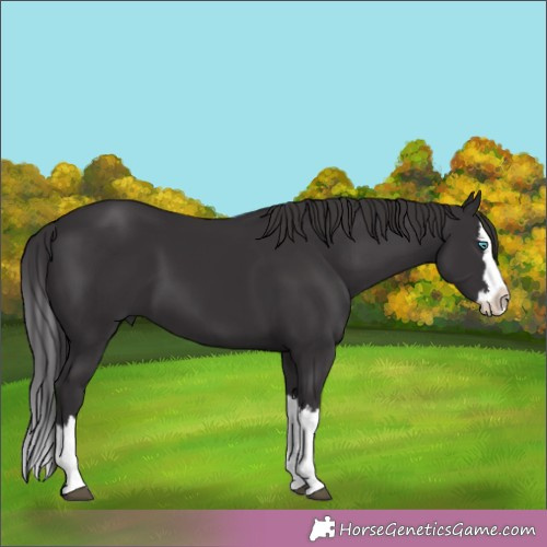 Horse Color:Smoky Black Splash
