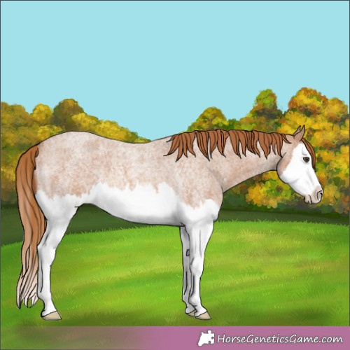 Horse Color:Red Roan Splash Rabicano 