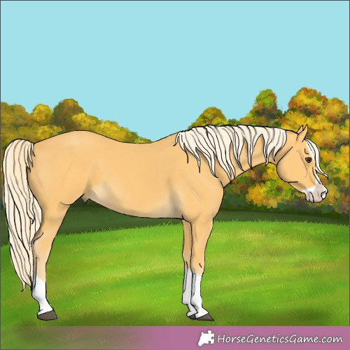 Horse Color:Palomino Splash 