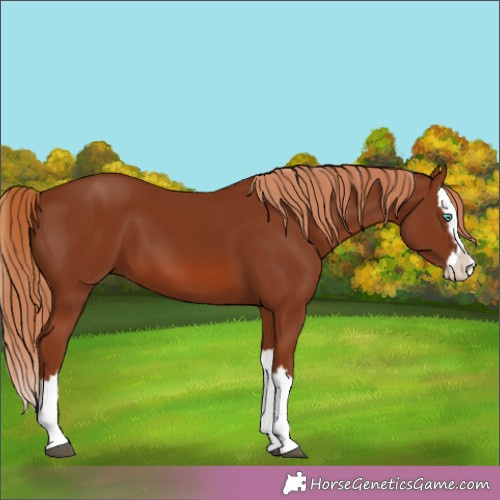 Horse Color:Chestnut Splash 