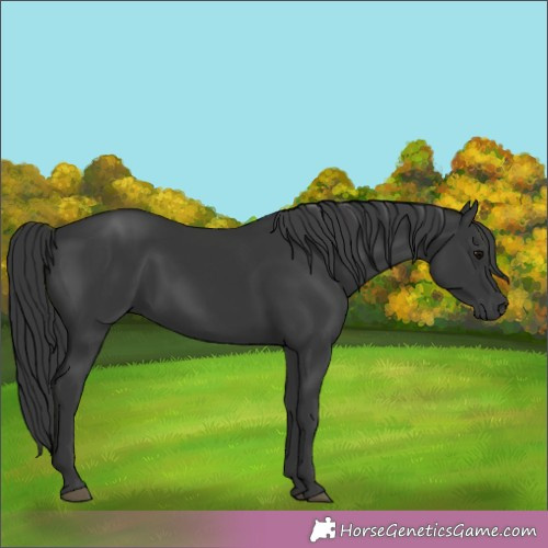 Horse Color:Black 