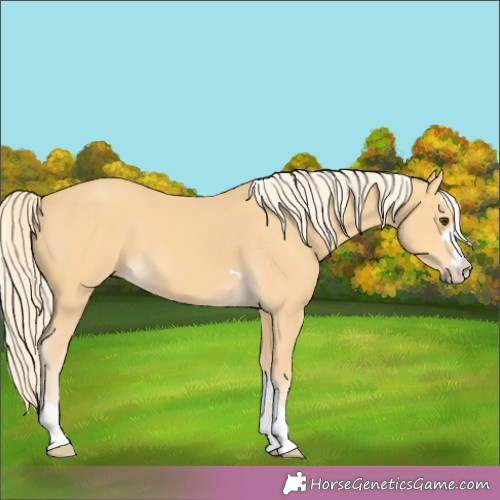 Horse Color:Palomino 