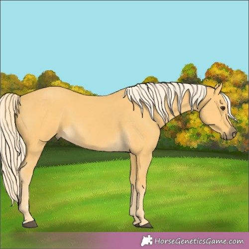 Horse Color:Palomino 