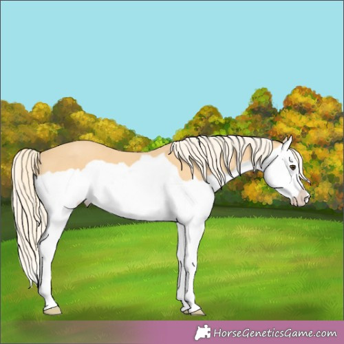 Horse Color:Palomino Splash 