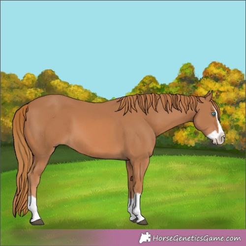 Horse Color:Chestnut Splash 