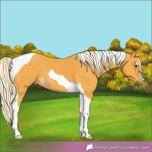 Horse Color:Palomino Tobiano 