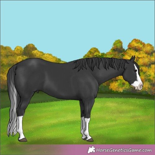 Horse Color:Black Splash