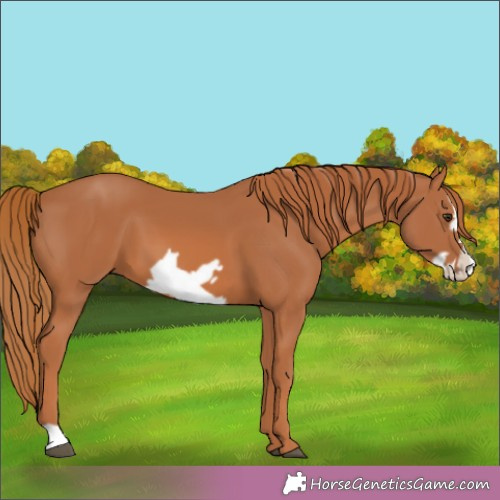 Horse Color:Chestnut Frame