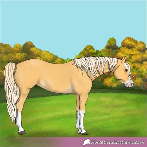 Horse Color:Palomino Splash 
