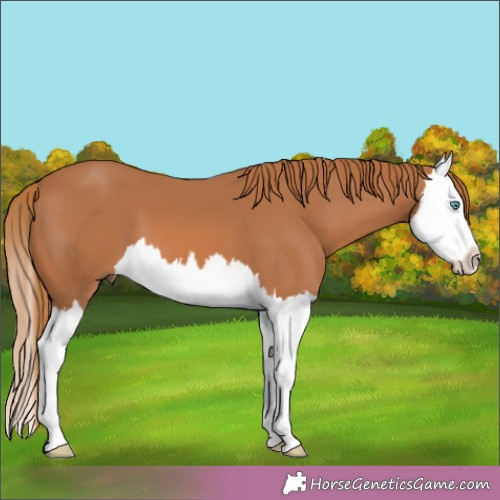 Horse Color:Chestnut Splash 