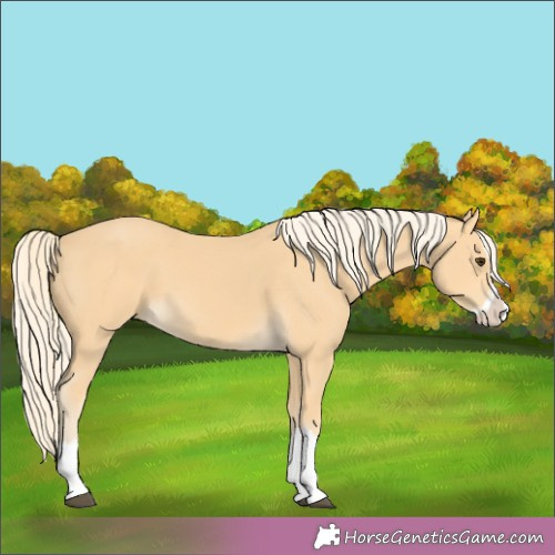 Horse Color:Palomino Splash 