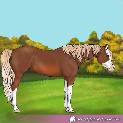 Horse Color:Chestnut Splash 