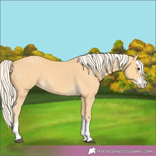 Horse Color:Palomino Splash 