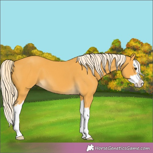Horse Color:Palomino Splash