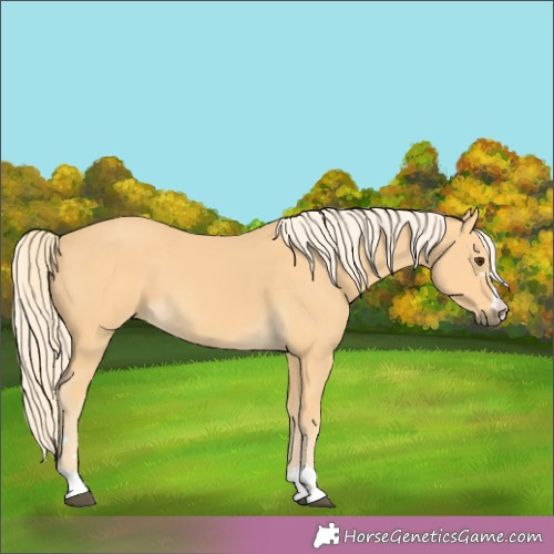 Horse Color: Palomino 