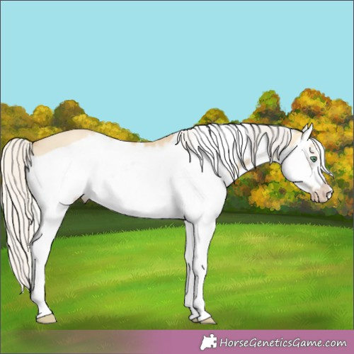 Horse Color:Silver Classic Cream Champagne Dun Splash Frame