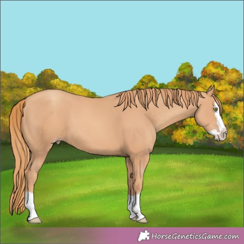 Horse Color:Gold Champagne Splash