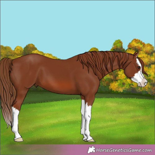 Horse Color:Chestnut Splash