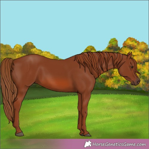 Horse Color:Chestnut 