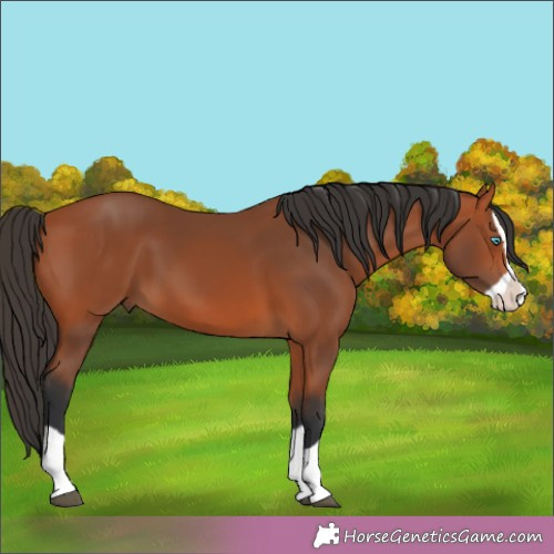 Horse Color:Bay Splash 