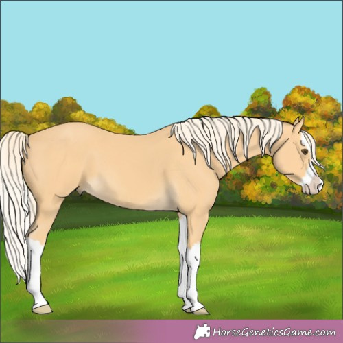 Horse Color:Palomino Splash 