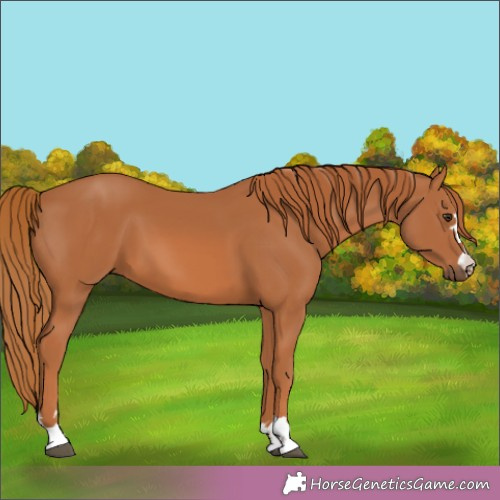 Horse Color:Chestnut 